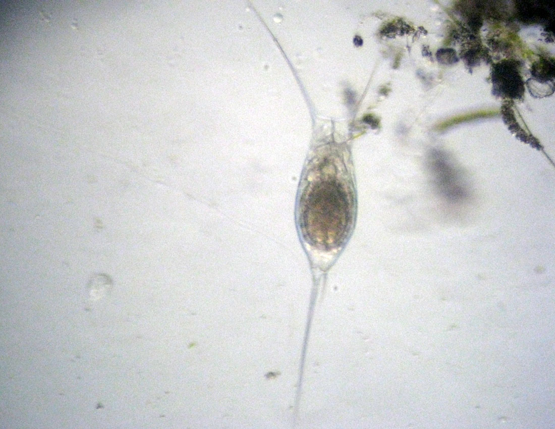 Filinia opoliensis...